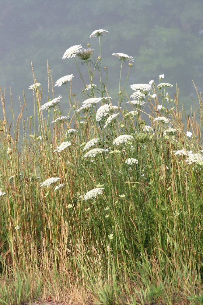 Mrkva obyčajná (Daucus carota)