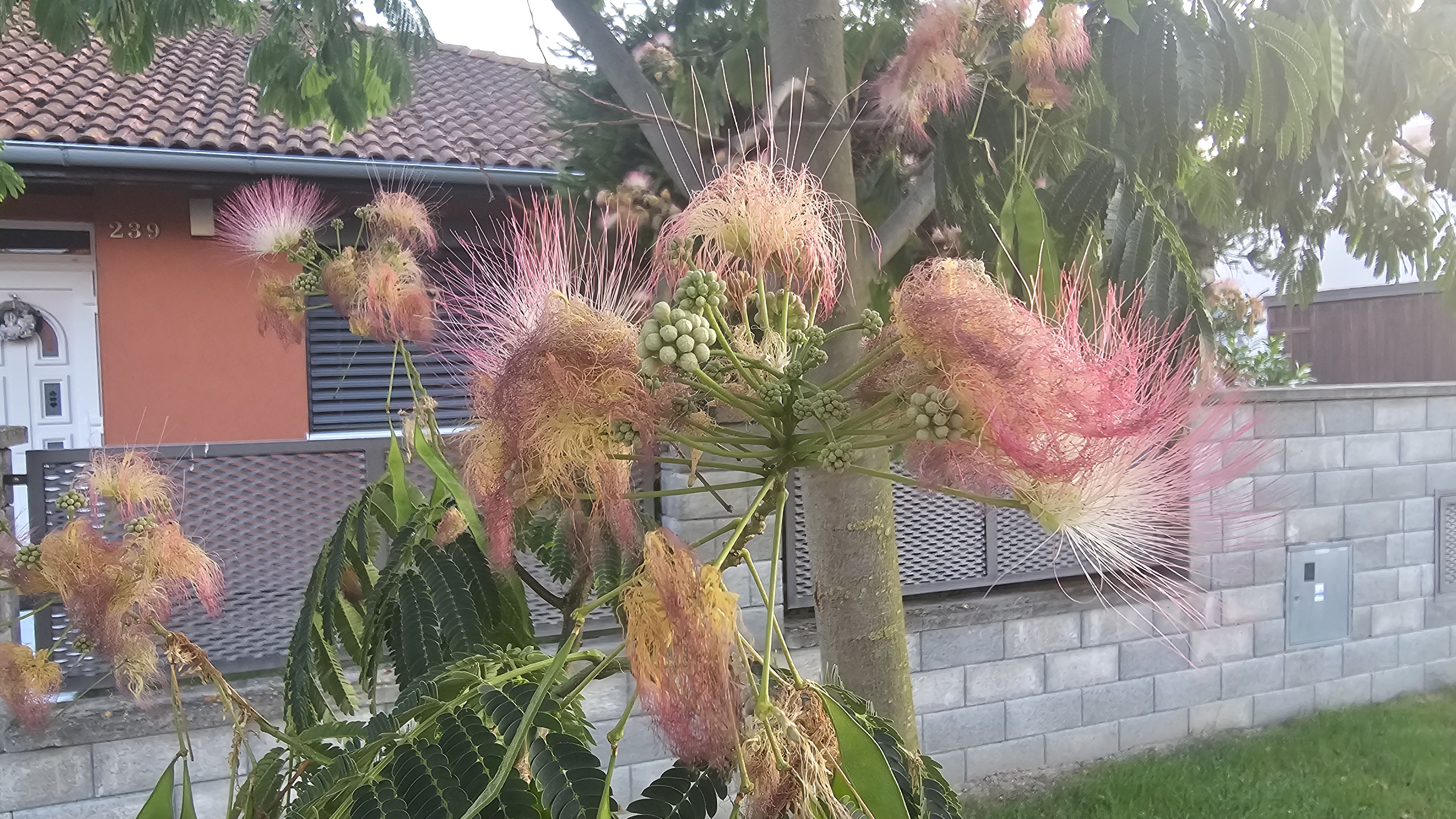 Hodvábny strom (Albizia julibrissin)