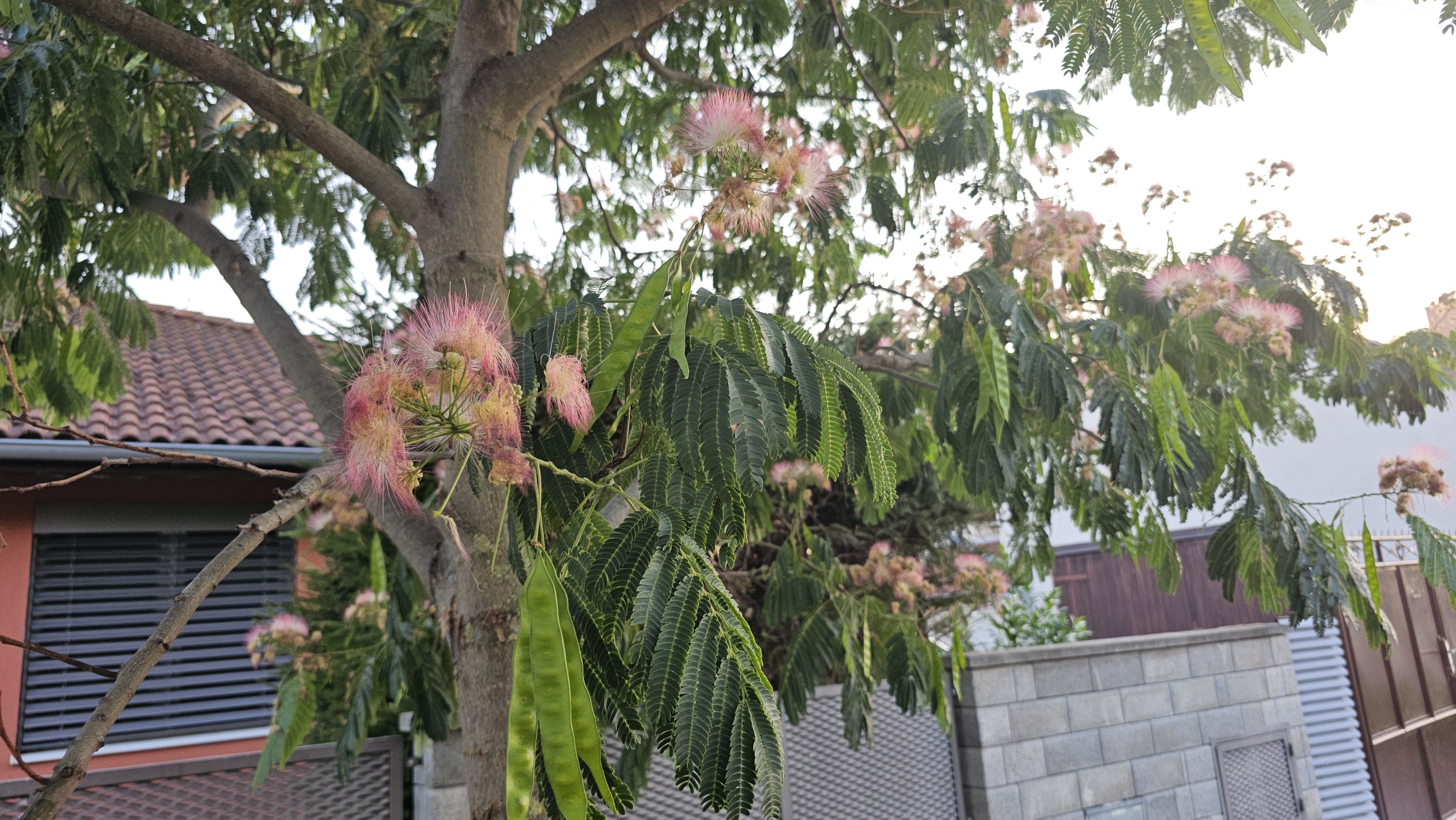 Hodvábny strom (Albizia julibrissin)