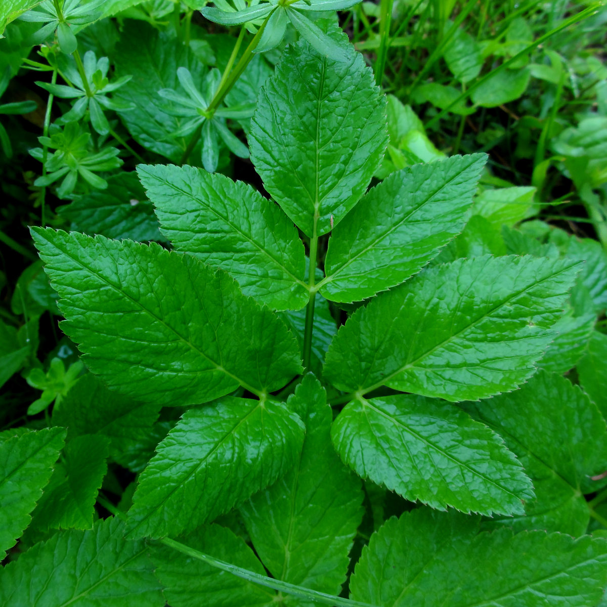 Kozonoha hostcová (Aegopodium podagraria)