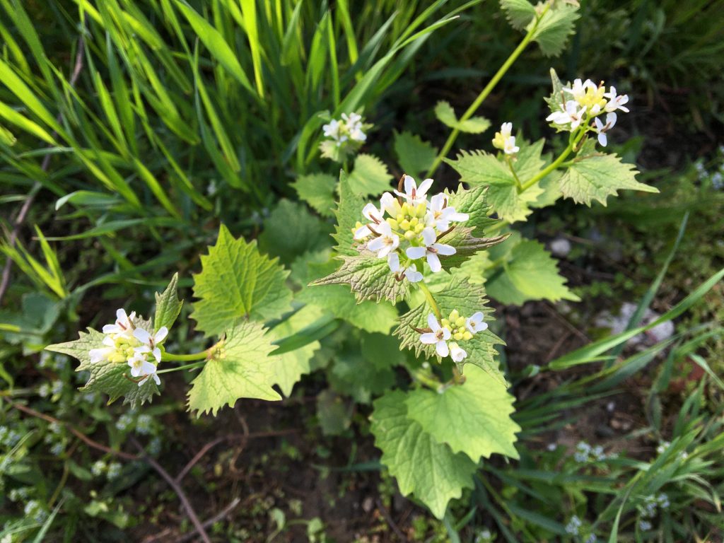 Cesnačka lekárska (Alliaria petiolata)
