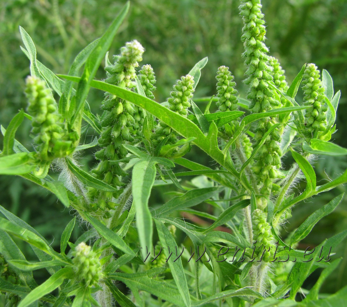 Ambrózia palinolistá (Ambrosia artemisiifolia)