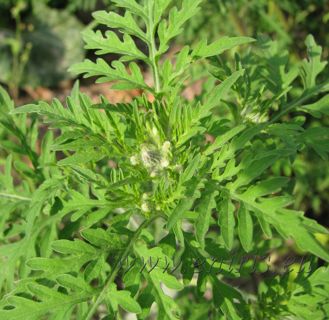 Ambrózia palinolistá (Ambrosia artemisiifolia)