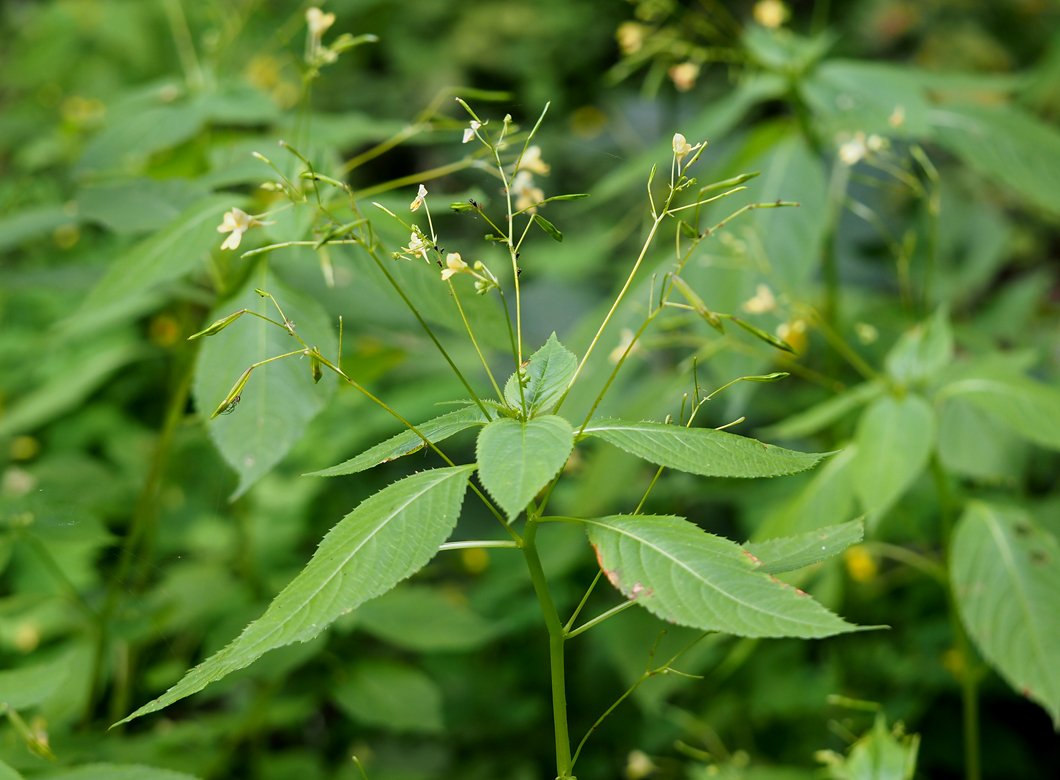 Netýkavka malokvetá (Impatiens parviflora)