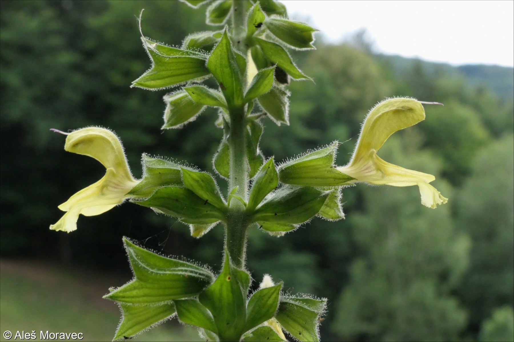 Šalvia lepkavá (Salvia glutinosa)