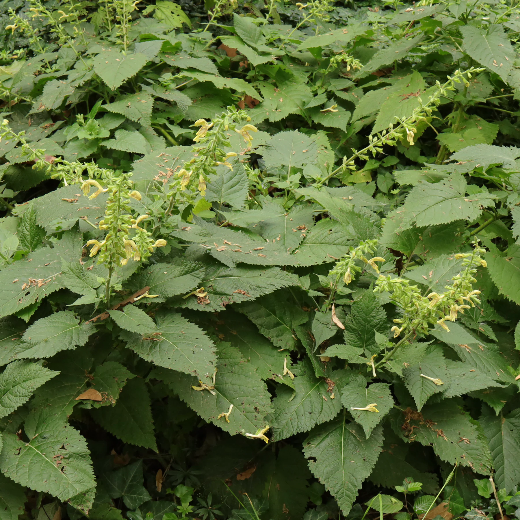 Šalvia lepkavá (Salvia glutinosa)