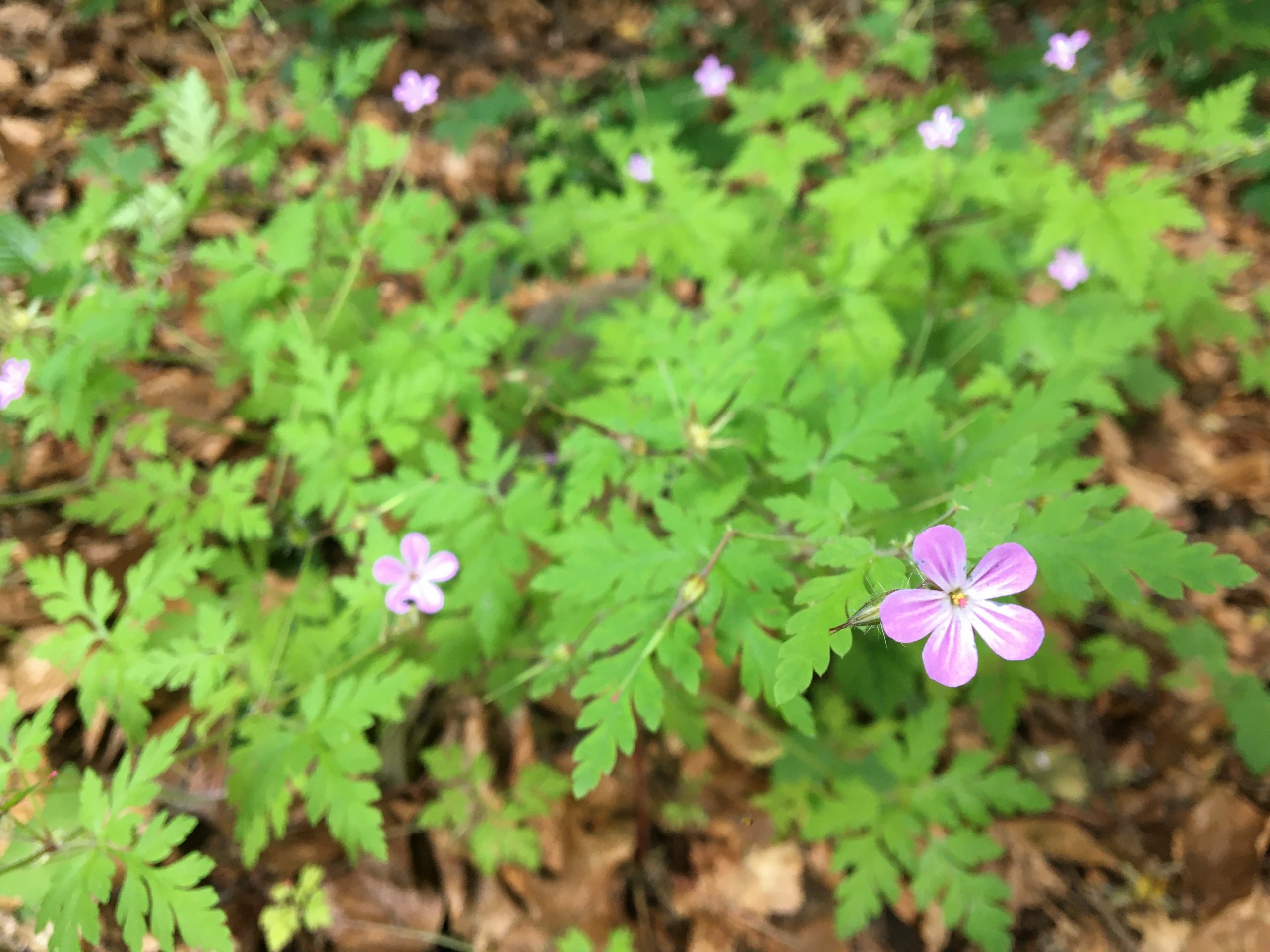 Pakost smradľavý (Geranium robertianum)