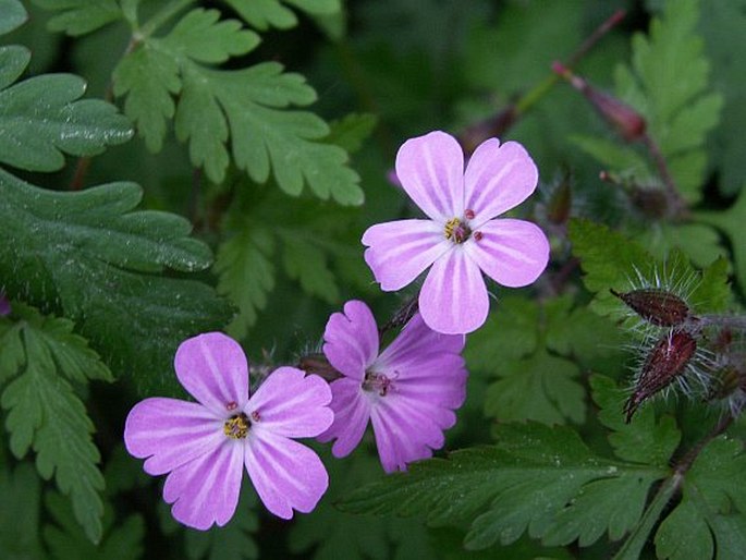 Pakost smradľavý (Geranium robertianum)