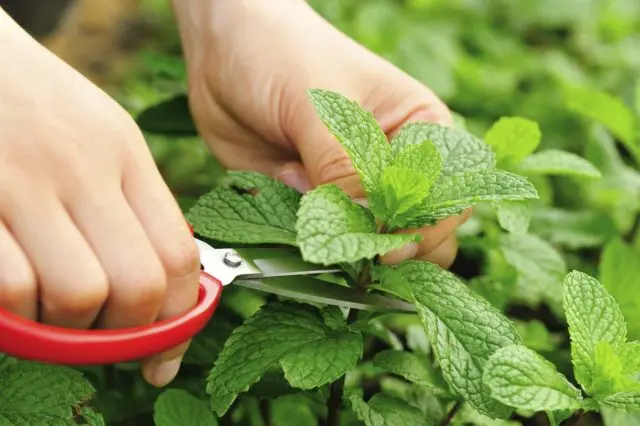 Mäta dlholistá (Mentha longifolia)