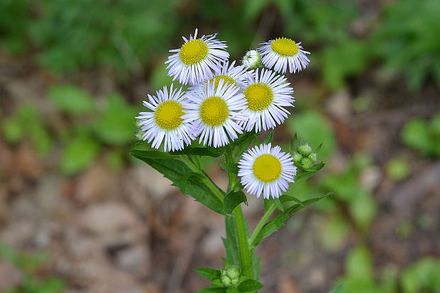 Hviezdnik ročný (Erigeron strigosus)