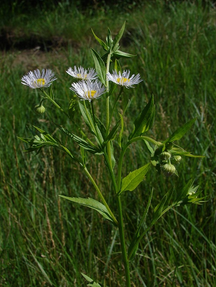 Hviezdnik ročný (Erigeron strigosus)