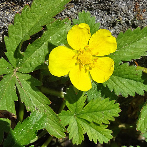 Nátržník plazivý (Potentilla reptans)