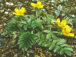 Nátržník husí (Potentilla anserina / Argentina anserina)