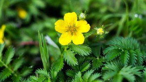 Nátržník husí (Potentilla anserina / Argentina anserina)