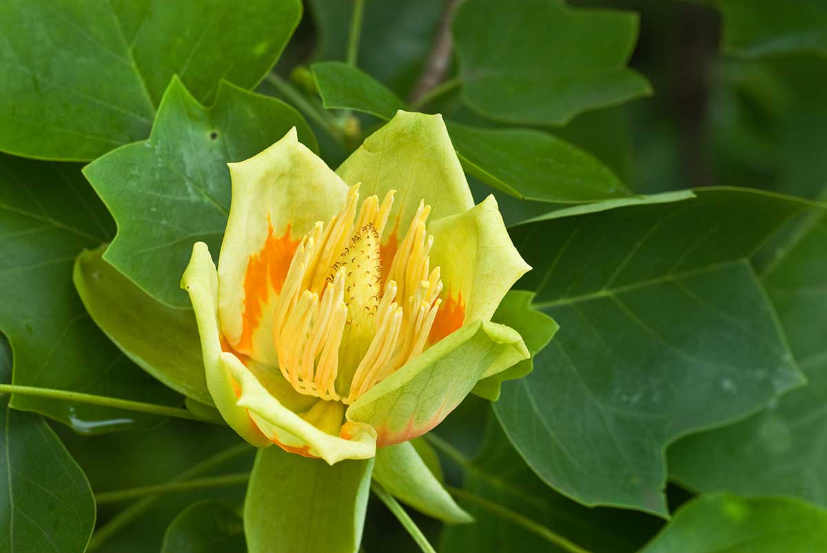Ľaliovník tulipánokvetý (Liriodendron tulipifera)