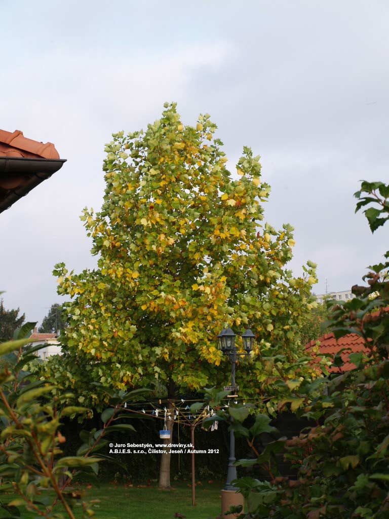Ľaliovník tulipánokvetý (Liriodendron tulipifera)