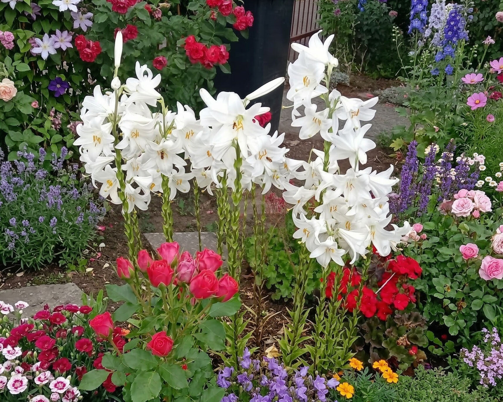 Ľalia biela (Lilium candidum)