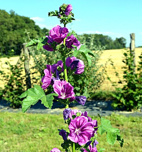 Slez maurský (Malva mauritiana)