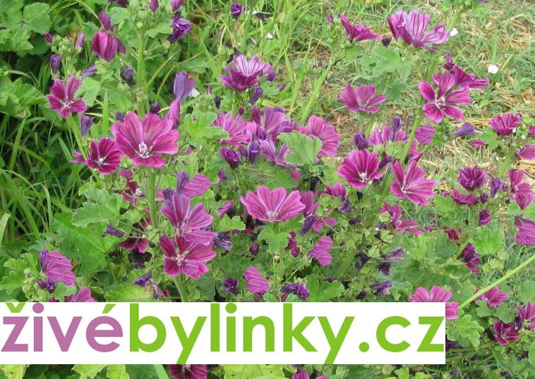 Slez maurský (Malva mauritiana)