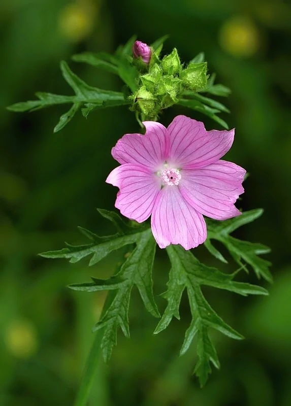 Slez veľkokvetý (Malva alcea)