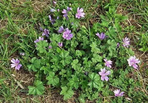 Slez veľkokvetý (Malva alcea)