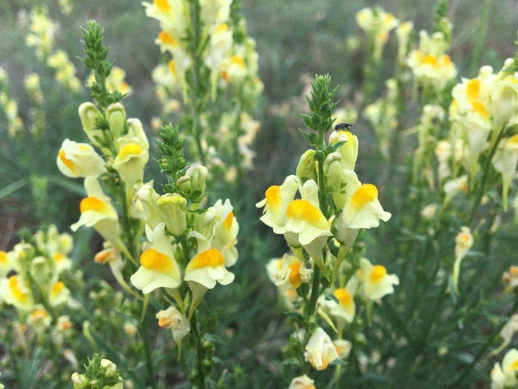 Pyštek obyčajný (Linaria vulgaris)