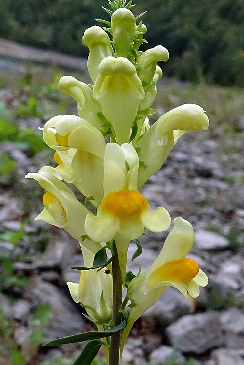 Pyštek obyčajný (Linaria vulgaris)