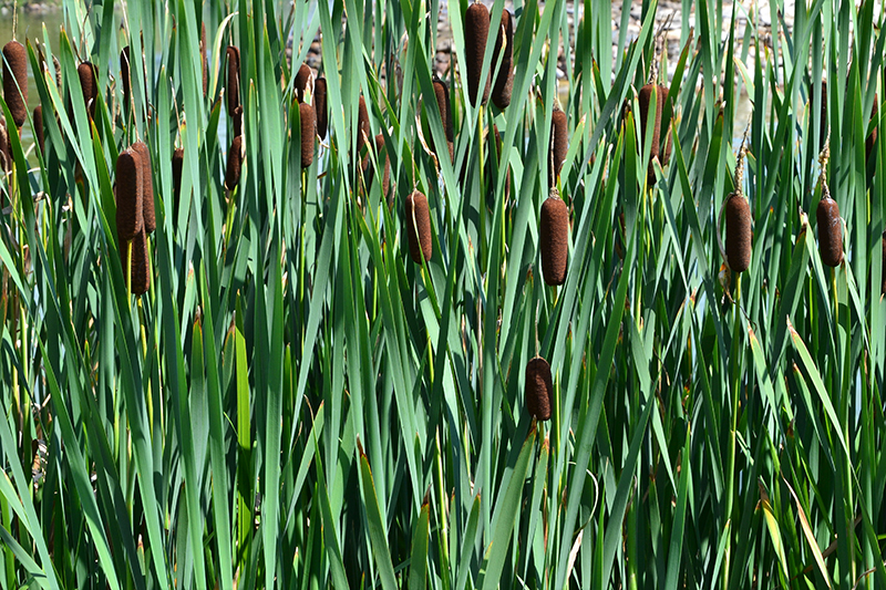 Trsť obyčajná (Phragmites australis)