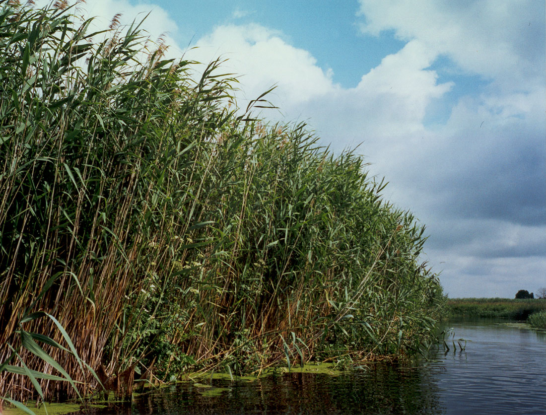 Trsť obyčajná (Phragmites australis)