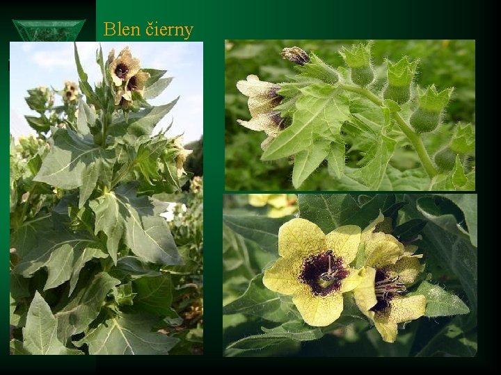 Blen čierny (Hyoscyamus niger)